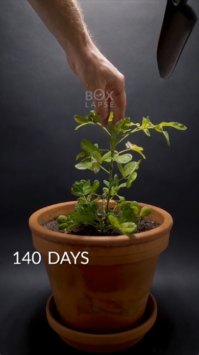 ピーナッツ　成長　タイムラプスビデオ