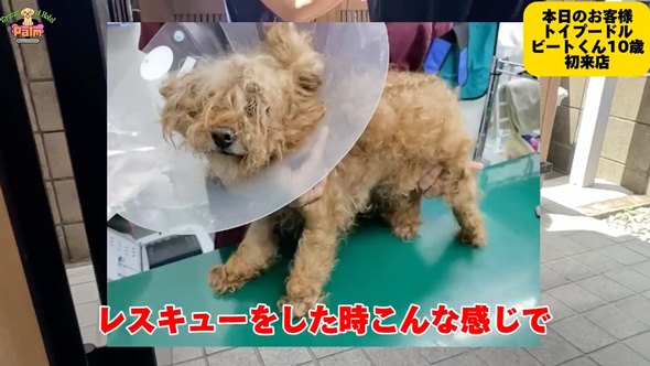 10年間ネグレクトされた保護犬をトリミング