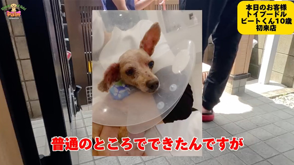 10年間ネグレクトされた保護犬をトリミング