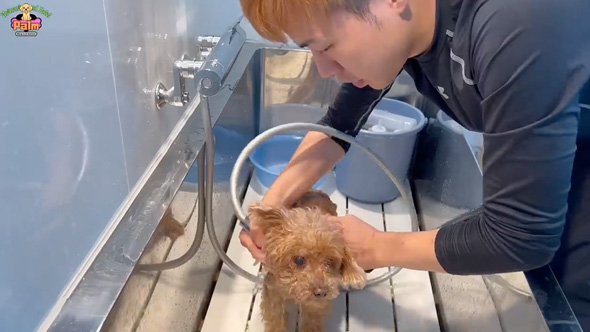 10年間ネグレクトされた保護犬をトリミング