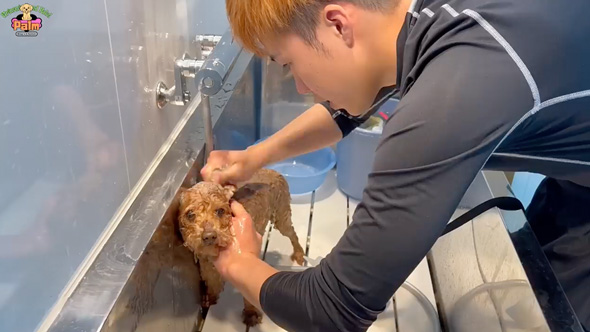 10年間ネグレクトされた保護犬をトリミング