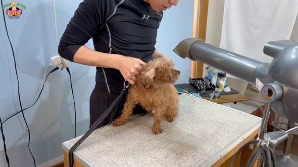 10年間ネグレクトされた保護犬をトリミング