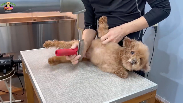 10年間ネグレクトされた保護犬をトリミング