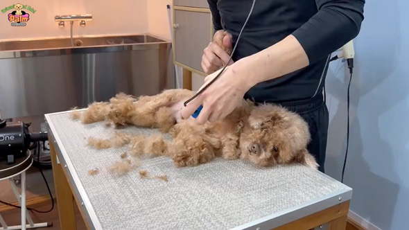 10年間ネグレクトされた保護犬をトリミング