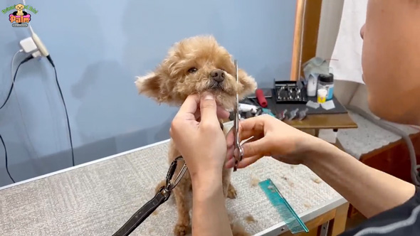 10年間ネグレクトされた保護犬をトリミング