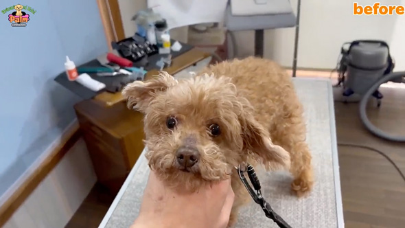 10年間ネグレクトされた保護犬をトリミング