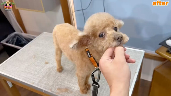 10年間ネグレクトされた保護犬をトリミング