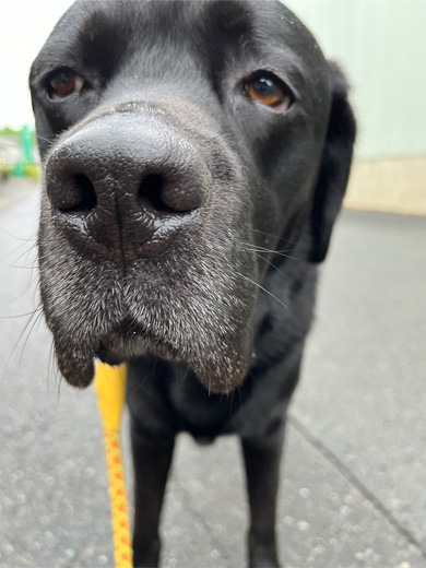 年長さんに間違われたワンコ