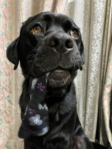 靴下を咥えるワンコ