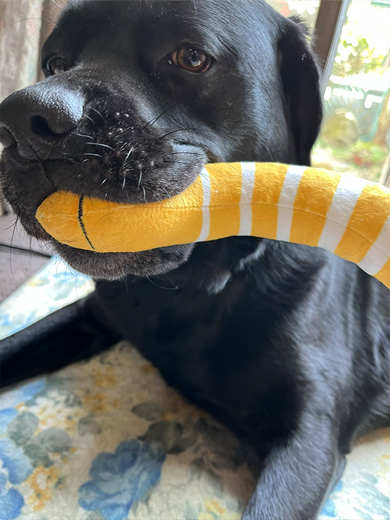 おもちゃを咥えるワンコ