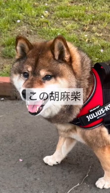 たぬきと言われたワンコ