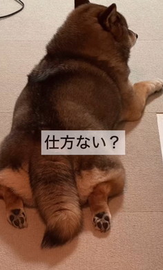 たぬきと言われたワンコ