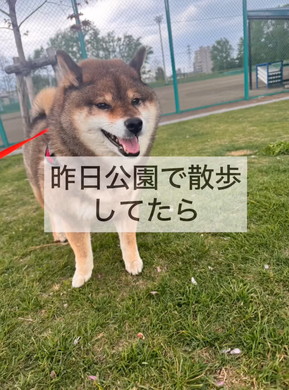 たぬきと言われたワンコ