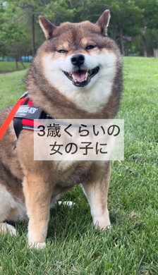たぬきと言われたワンコ