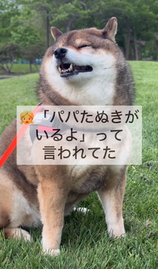 たぬきと言われたワンコ