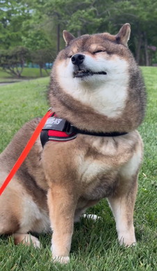 たぬきと言われたワンコ