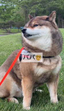 たぬきと言われたワンコ