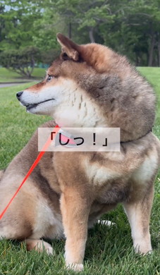 たぬきと言われたワンコ