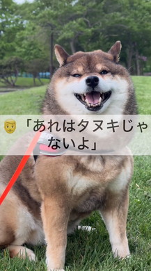 たぬきと言われたワンコ