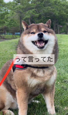 たぬきと言われたワンコ