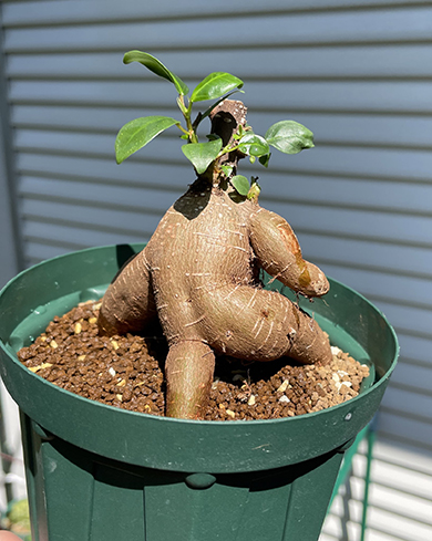 ケツ筋ガジュマル