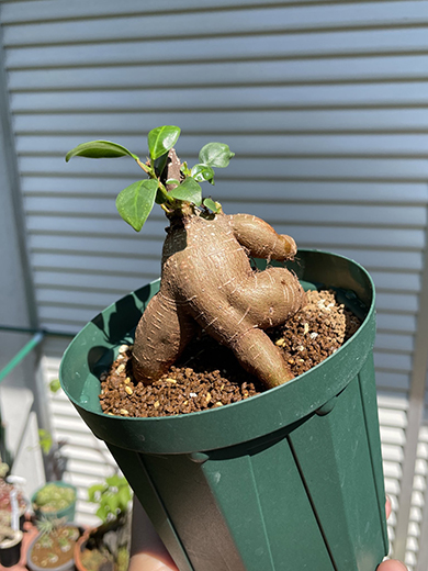 ケツ筋ガジュマル斜め