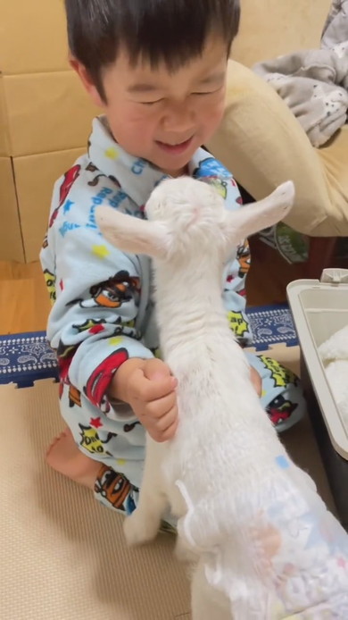 子ヤギと3歳の男の子のふれあい