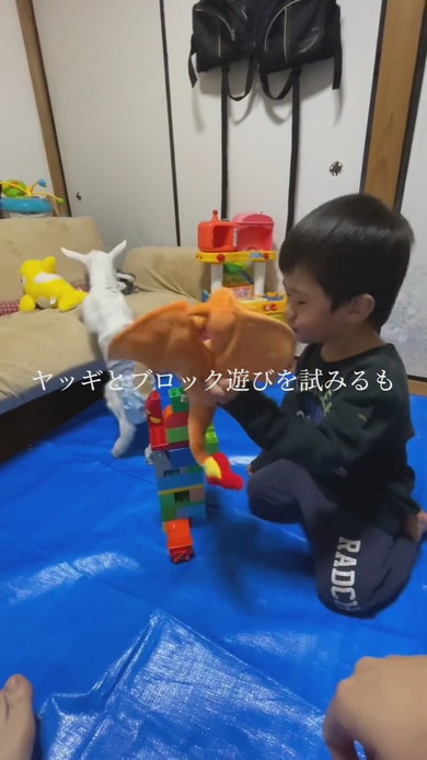 子ヤギと3歳の男の子のふれあい