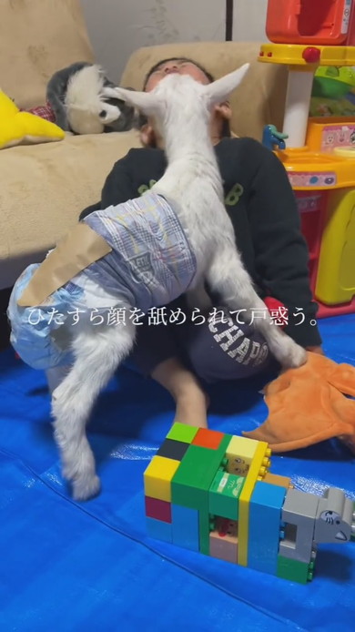 子ヤギと3歳の男の子のふれあい