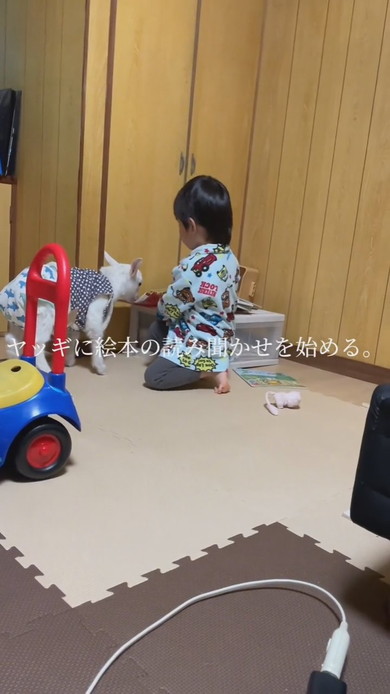子ヤギと3歳の男の子のふれあい