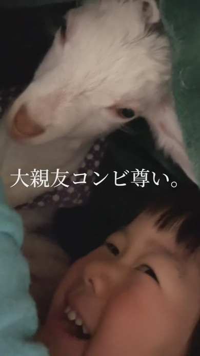 子ヤギと3歳の男の子のふれあい