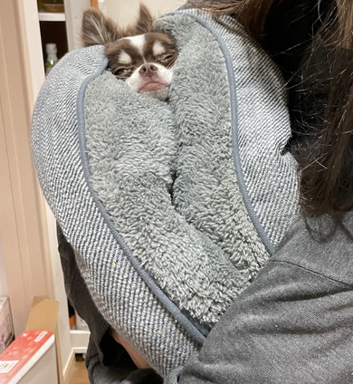 クッションに挟まれているワンコ