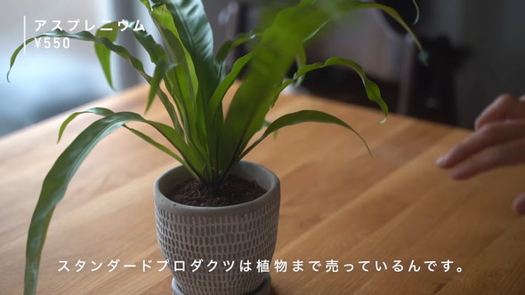 「Standard Products」のアイテム「アスプレニウム」紹介