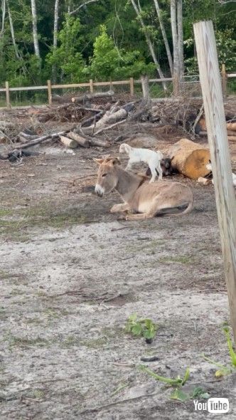 ロバの上で遊ぶ子ヤギ