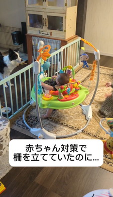 お姉ちゃんの言う事を聞くワンコ