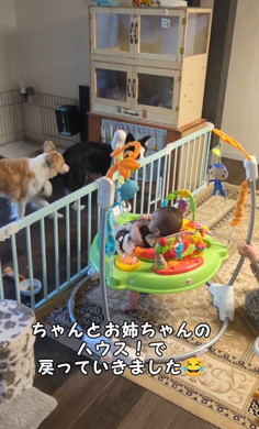 お姉ちゃんの言う事を聞くワンコ