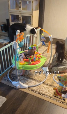 お姉ちゃんの言う事を聞くワンコ
