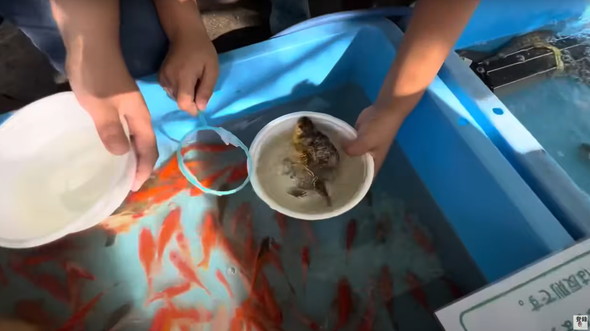 金魚