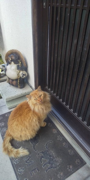 表情が変化した猫ちゃん