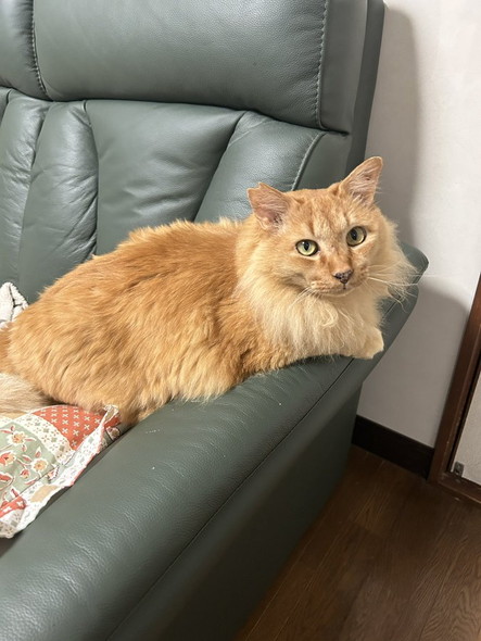 表情が変化した猫ちゃん