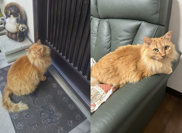 表情が変化した猫ちゃん