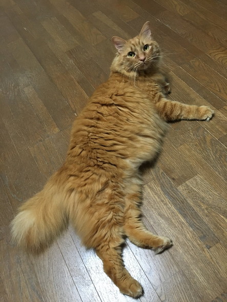 表情が変化した猫ちゃん