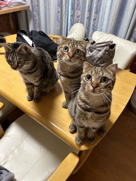 テーブルに猫3匹