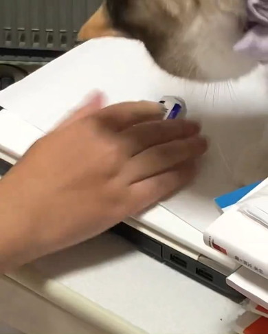 消しゴムを見る猫