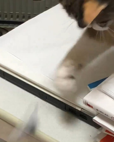 消しゴムを落とす猫