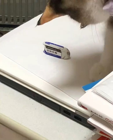 消しゴムを見る猫