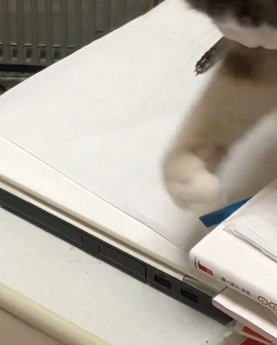 消しゴムを落とす猫