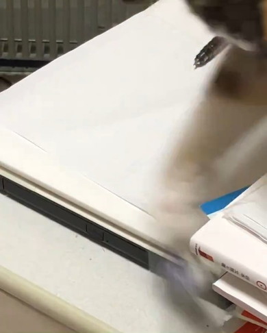 消しゴムを落とす猫