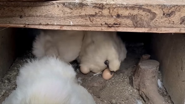 道の駅で買った卵を烏骨鶏に育ててもらった結果