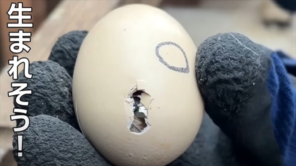 道の駅で買った卵を烏骨鶏に育ててもらった結果